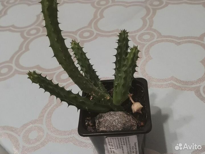 Кактусы и суккуленты