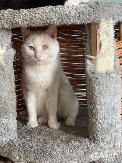 Ласковый котик Джус в дар