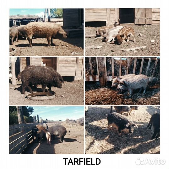 Свиноматки и хряки и поросята