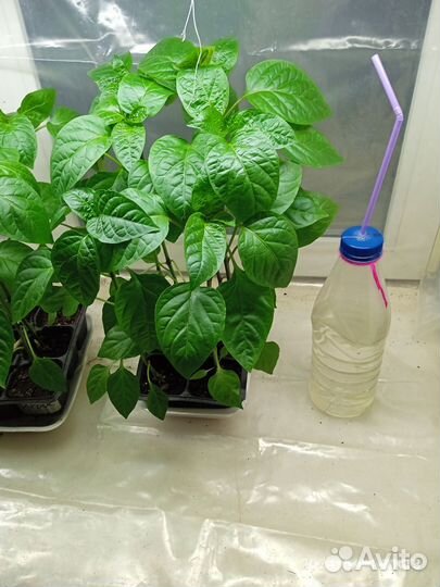 Перец сладкий. Мощная рассада