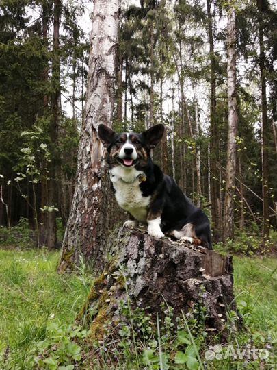 Вельш Корги Кардиган для вязки