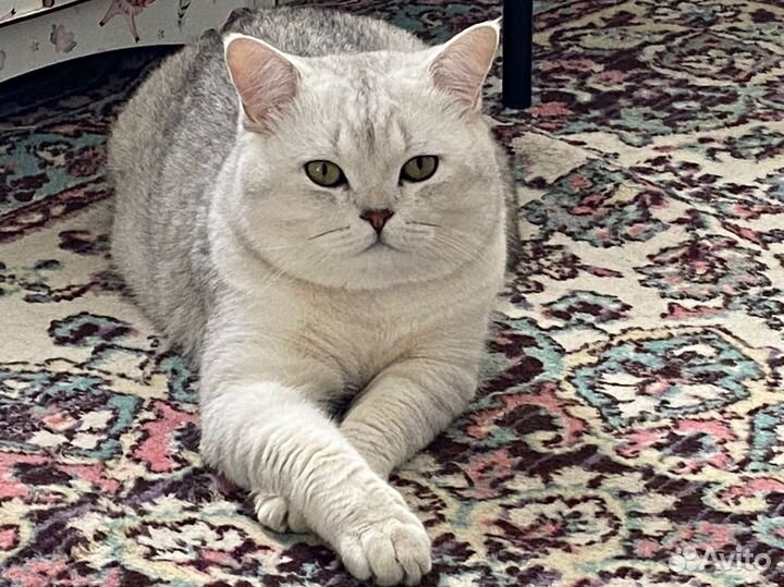 Британский кот Мэрс ждет свою принцессу