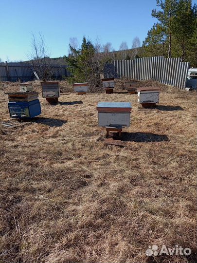 Продам пчелосемьи