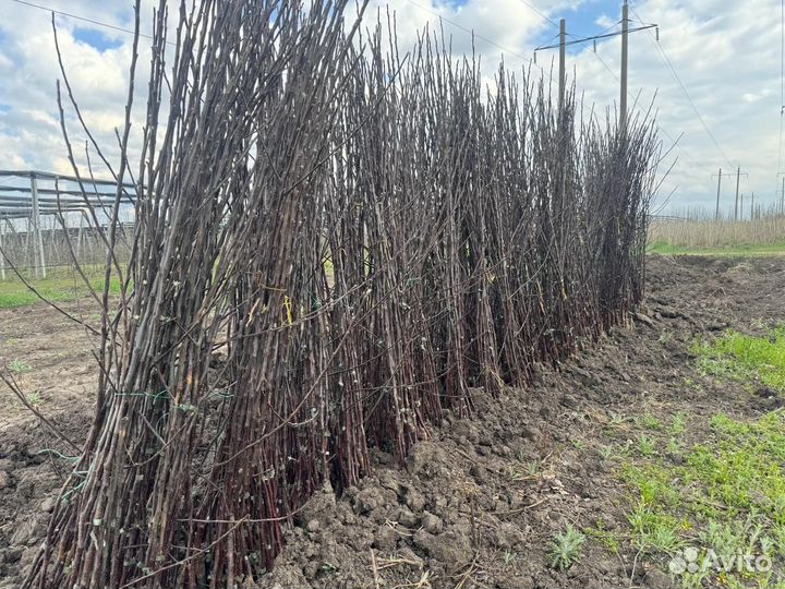 Саженцы яблони м9