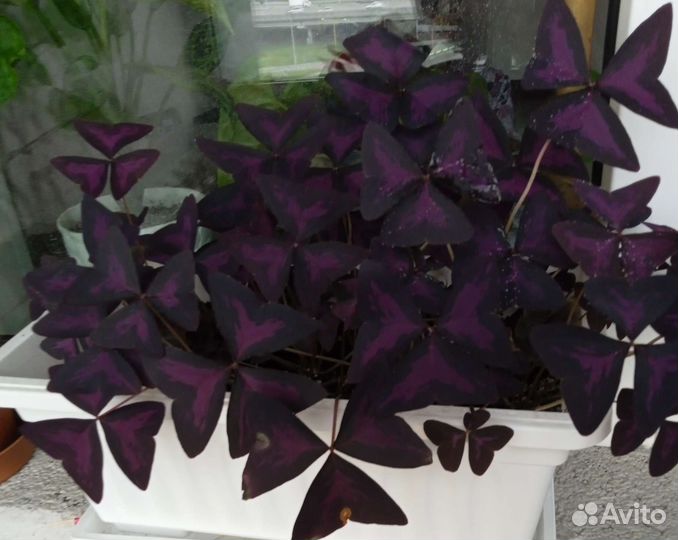 Кислица оксалис