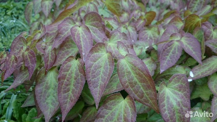 Горянка, черемша, аконит, синюха, сныть пестр.,зол