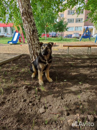 Щенок
