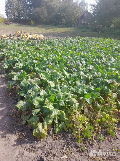 Свела на корм скоту