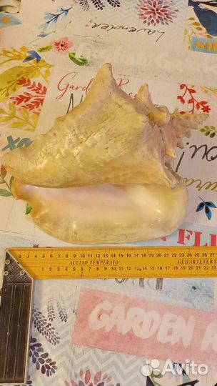 Раковина морская ракушка большая