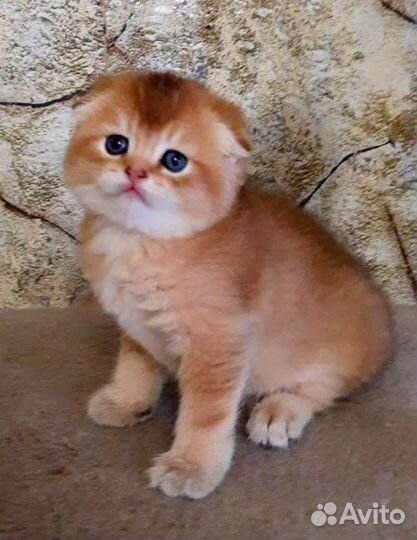 Вислоухие котята драгоценного окраса