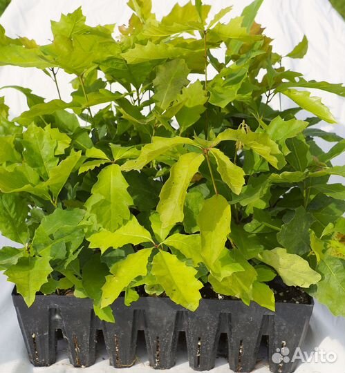 Саженцы дуба красного