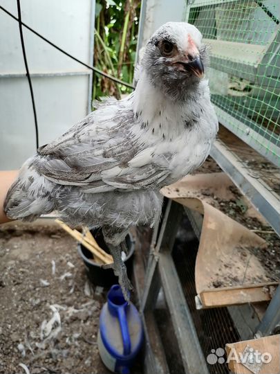 Цыплята Сибрайт, Амераукана