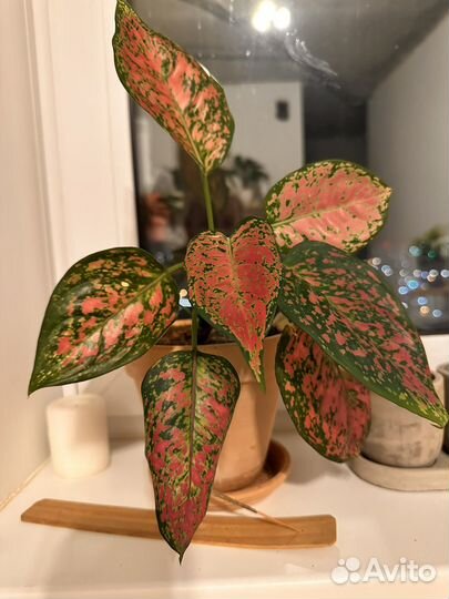 Аглаонема споттед стар