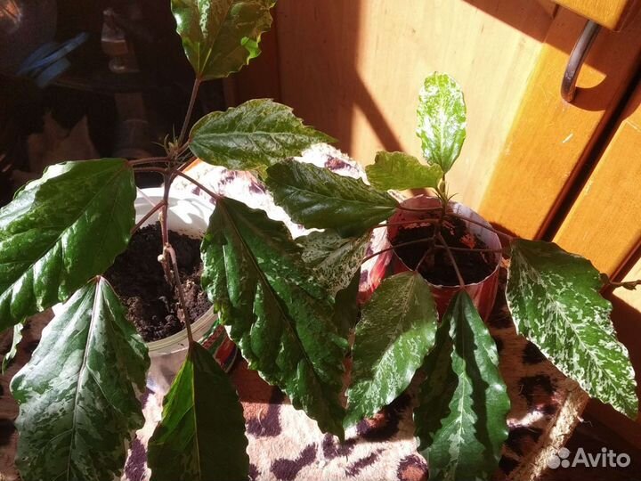 Гибискус варегатный, пестролистный