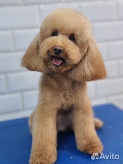 Груминг собак и кошек. Грумер