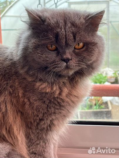 Кот в добрые руки