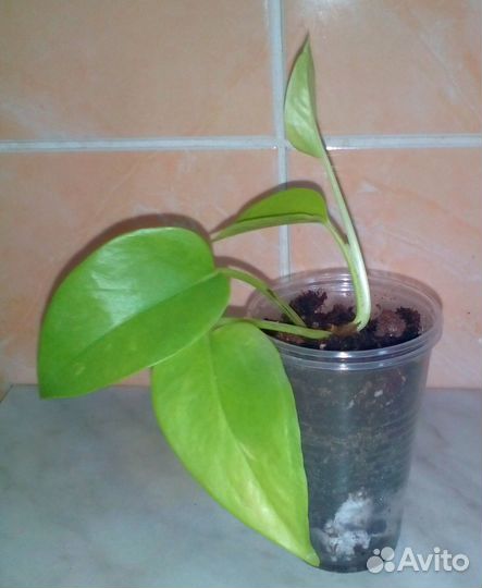 Комнатные растения