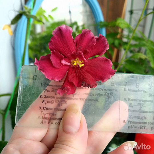 Фиалки сортовые