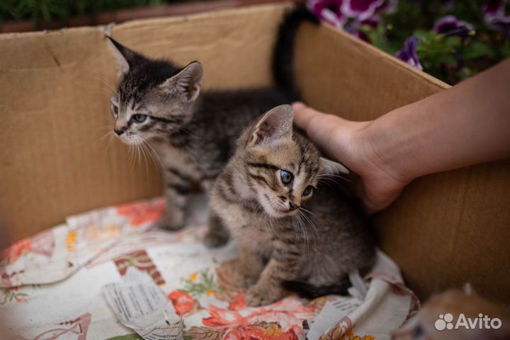 Котята в добрые руки