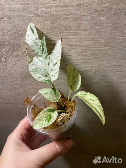 Эпипремнумы, Сингониумы