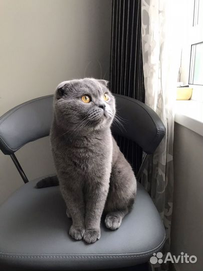 Вязка с шотландским вислоухим котом