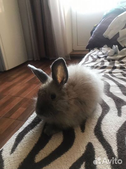 Декоративный кролик