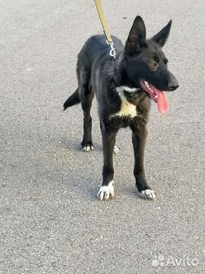 Молоденькая собачка