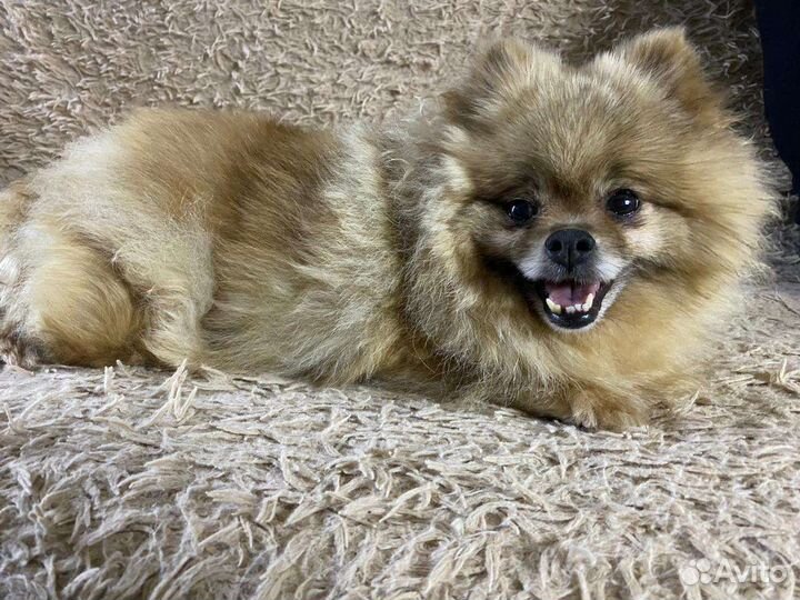 Шпицу разные. Доставка из Челябинска