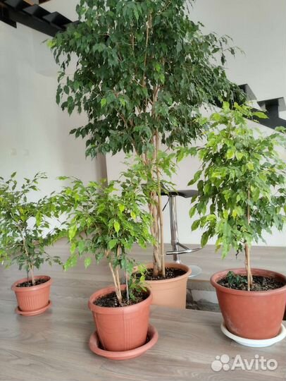 Фикус бенджамина