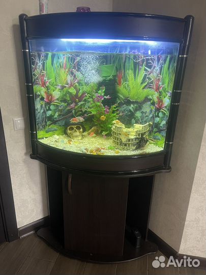 Аквариум с рыбками