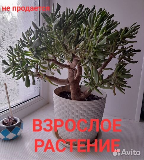 Крассула хоббит(коралл)