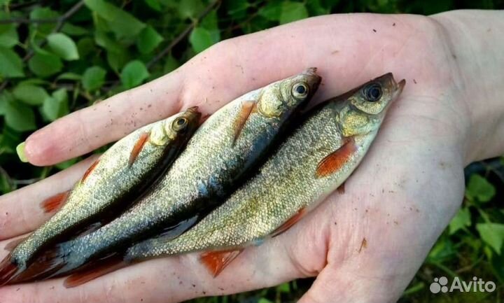 Наживка, живец, червь, опарыш, мотыль