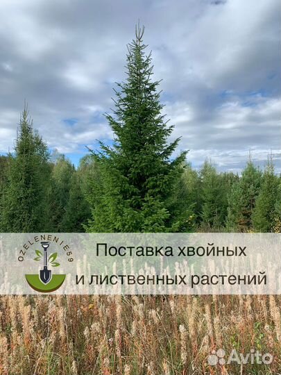 Ель сосна береза липа клен саженцы крупномер зкс