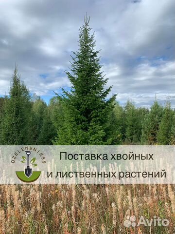 Ель сосна береза липа клен саженцы крупномер зкс