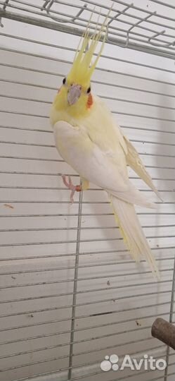 Пара корелл