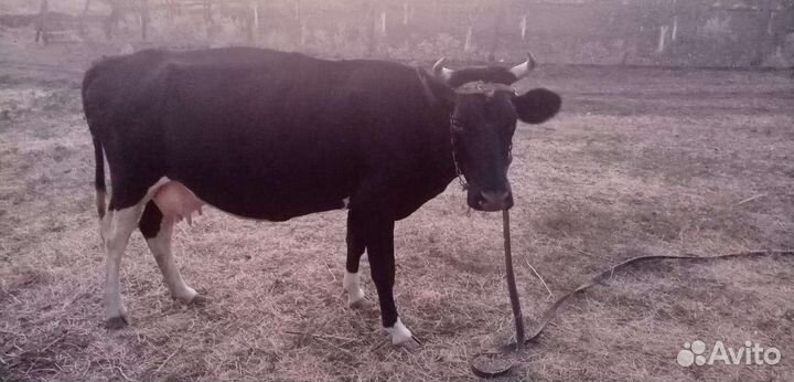 Коровы и телки