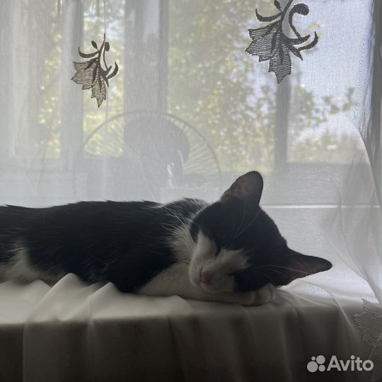 Кошечка в добрые руки