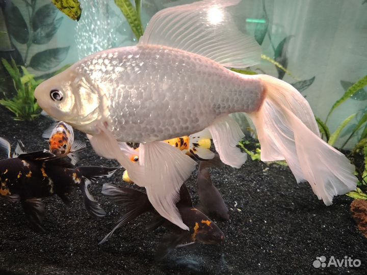 Аквариумные рыбки