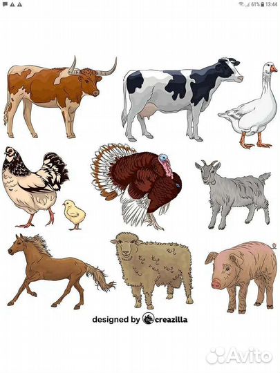 Забой скота