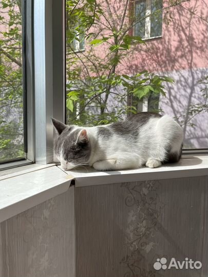 Кошка в добрые руки