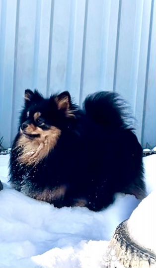 Щенки шпица