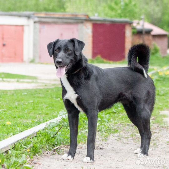 Собака Мика в хорошие руки