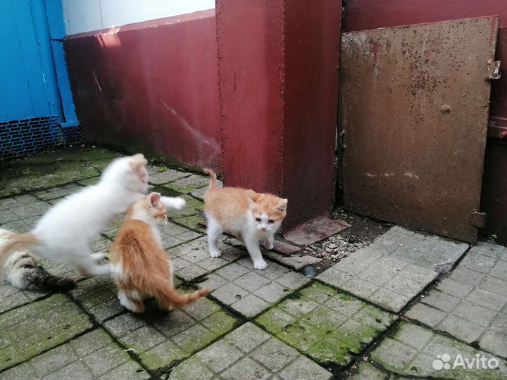 Маленькое счастье в подарок