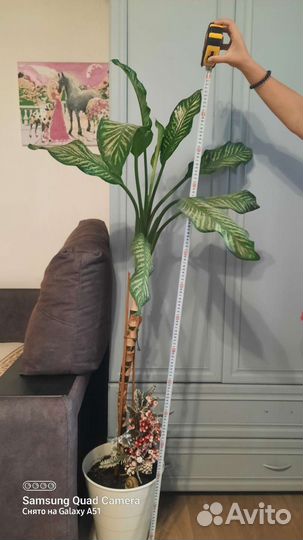 Диффенбахия