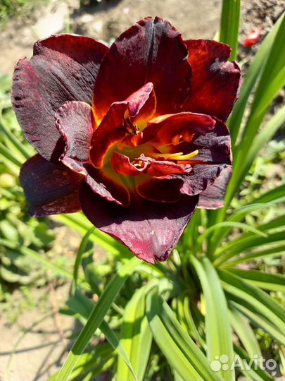 Чёрный лилейник и другие