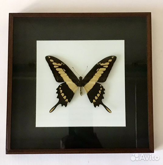 Бабочка в рамке экзотическая