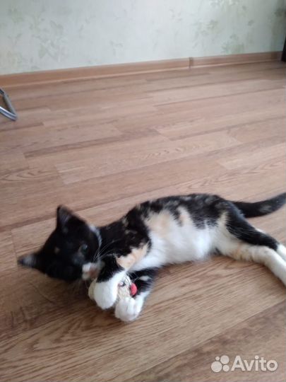 Котенок девочка в добрые руки