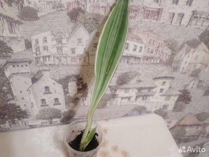 Сансевиерия соли голд, металика