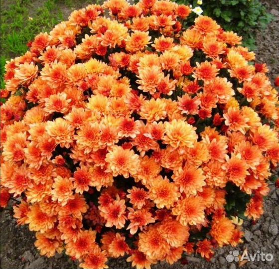 Мультифлора, саженец