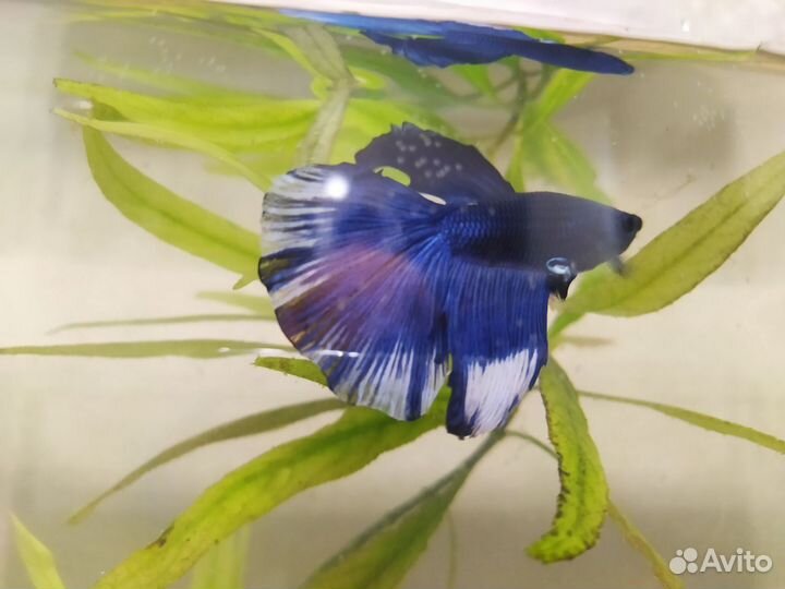 Рыбка Сиамский петушок с аквариумом